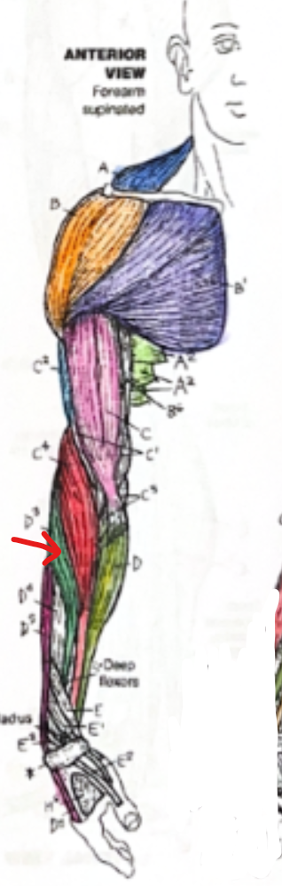 <p>Green section</p>