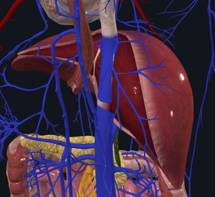 <p>What is highlighted in purple</p>