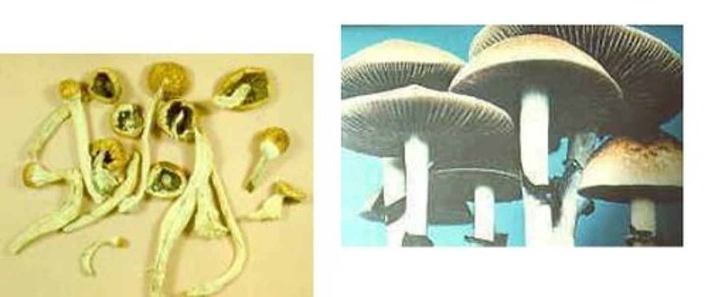 <p>which mushroom species? which toxin?</p>