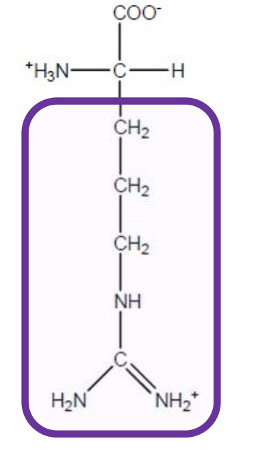 <p>Arg-R-polar and positively charged+basic due to guanidino group-all polar amino acids that are charged prefer to be on the surface of a protein and if deep in the protein can be used in salt bridges </p>