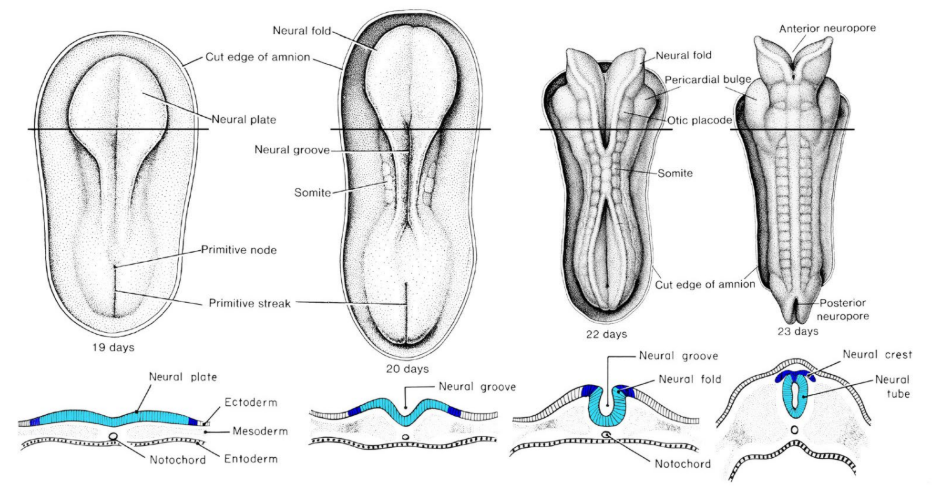 <p>Neurulation</p>