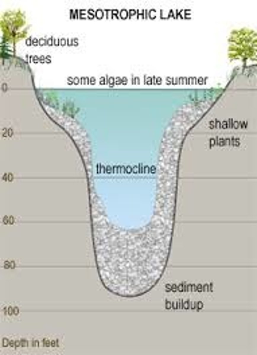 <p>Describes a lake with a moderate level of productivity</p>