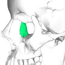 <p>Name the bone</p>