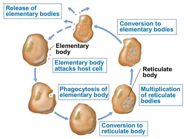 <p>Obligaat intracellulaire parasitische MO met zwakke metabolische capaciteiten </p><p>2 celtypes doorheen de levenscyclus:</p><ul><li><p>Infectieuze elementaire lichaampjes: </p><ul><li><p>Klein: 0.3 µm</p></li><li><p>Droogteresistent </p></li><li><p>Vallen waardcel aan </p></li><li><p>Opgenomen via fagocytose</p></li></ul></li><li><p>Vegetatieve reticulaire lichaampjes </p><ul><li><p>Groter: 1 µm </p></li><li><p>Groeien en delen binnen de waardcel </p></li><li><p>Vormen zich om naar elementaire lichaampjes die vrijkomen bij het afsterven van de waardcel</p></li></ul></li></ul>