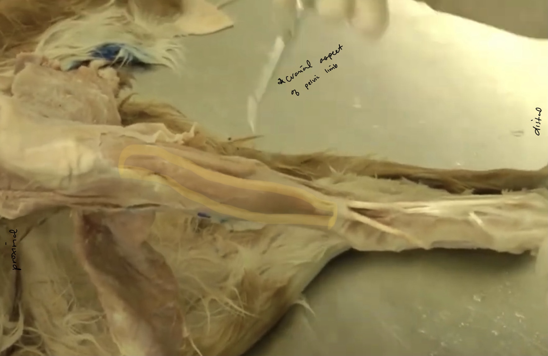 <p>Which muscle is highlighted?</p>