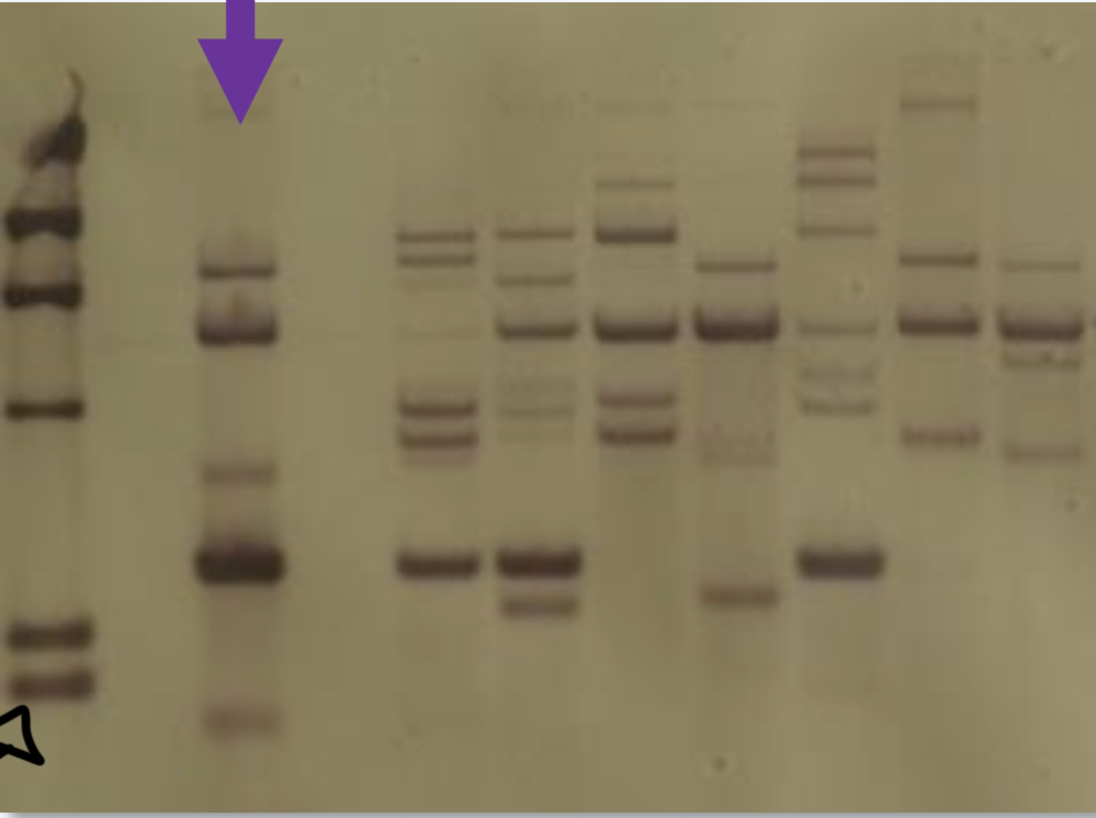 <p>this is a _______, which is samples from a gel transferred to a nitrocellulose pad</p>