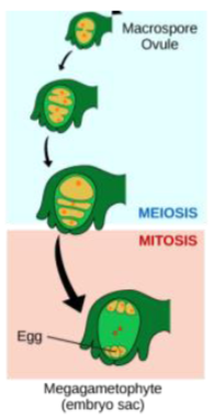 <ul><li><p><span style="font-family: Arial, sans-serif">by </span><em><span style="font-family: Arial, sans-serif">mitosis</span></em><span style="font-family: Arial, sans-serif"> THREE times</span></p><ul><li><p><strong><u><span style="font-family: Arial, sans-serif">Megagametophyte </span></u></strong><span style="font-family: Arial, sans-serif">(embryo sac) has </span><strong><u><span style="font-family: Arial, sans-serif">eight nuclei in seven cells</span></u></strong></p></li></ul></li></ul>
