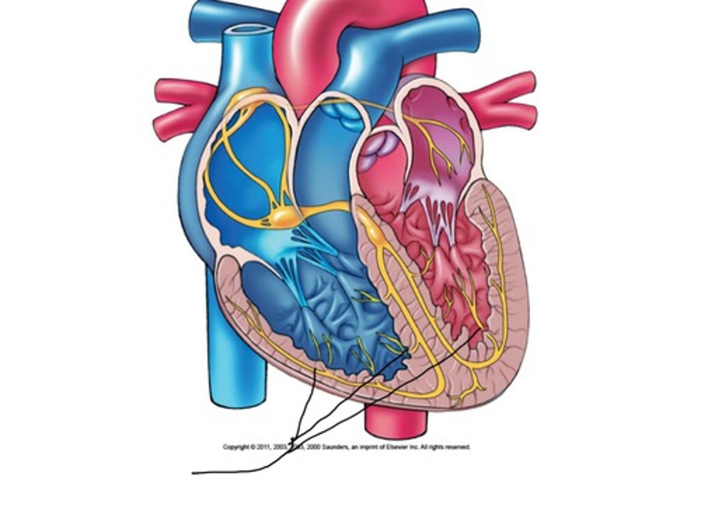 <p>specialized conductive fibers located within the walls of the ventricles</p>