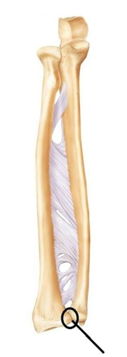 <p>head of ulna articulates with distal end of radius</p>
