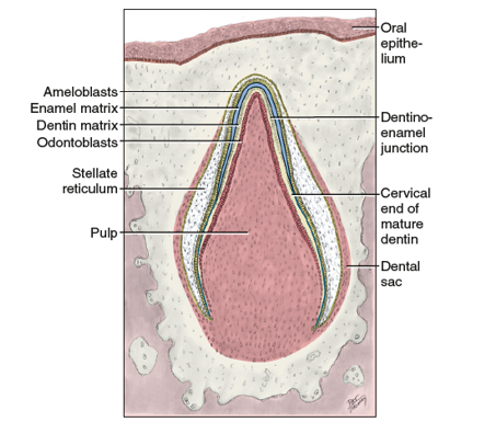 <p>maturation stage</p>