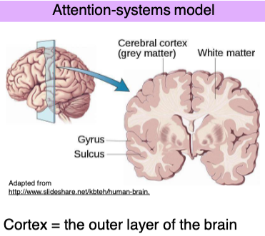 <ul><li><p class=""><strong>Grey matter (cerebral cortex)</strong>: involved in processing information</p></li><li><p class=""><strong>White matter</strong>: responsible for communication between brain regions</p></li></ul><ul><li><p class="">Brain folds:</p><ul><li><p class=""><strong>Gyrus</strong> = raised ridge</p></li><li><p class=""><strong>Sulcus</strong> = groove or fold</p></li></ul></li></ul><p></p>
