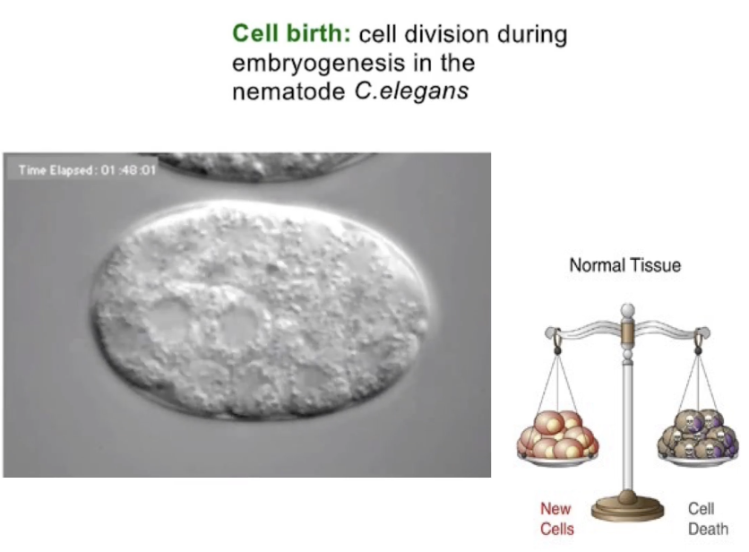 <p><strong>Maintains balance between cell growth and death</strong></p><ul><li><p>50–70 billion cells die daily via apoptosis</p></li><li><p>Prevents diseases like cancer (too little cell loss)</p></li><li><p>Dr. Horvitz won Nobel Prize for apoptosis research in <em>C. elegans</em></p></li></ul><p></p>