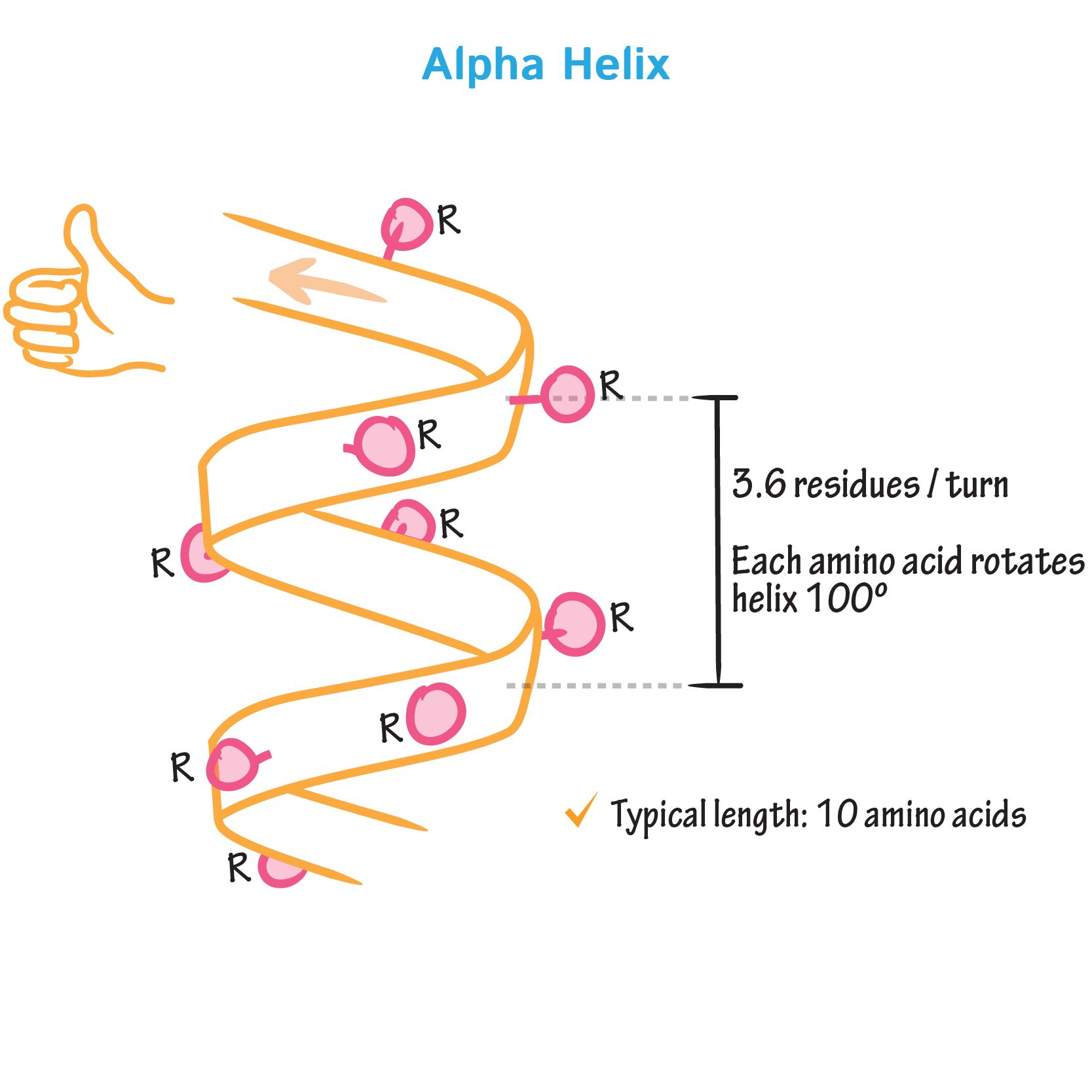 <p>A coiled structure in proteins, like a spring, formed by hydrogen bonding.</p>