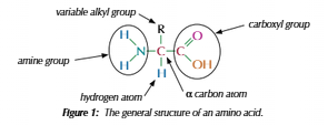 <ul><li><p>Two functional groups:</p><ul><li><p>Amine(NH<sub>2</sub>)</p></li><li><p>Carboxyl(COOH)</p></li></ul></li><li><p>General formula: RCH(NH<sub>2)</sub>COOH</p></li></ul><p></p>