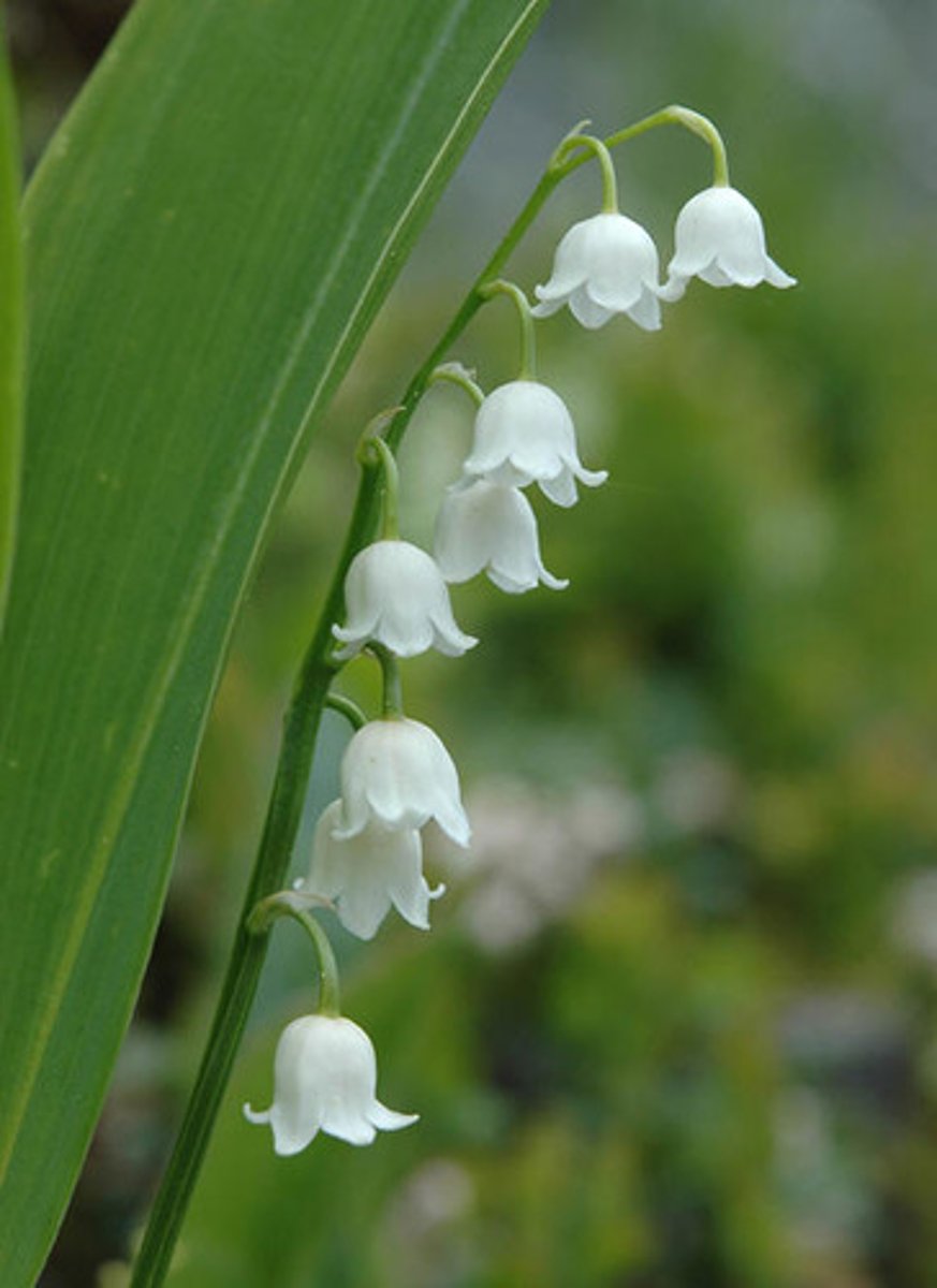 <p>Har ledningsvev, røtter, blomster og frø. Størrelse og fasong kan variere. Mest avanserte av landplantene og utviklet seg mye senere enn de andre.</p><p>Deles inn i:</p><p>1. Nakenfrøede og dekkfrøede</p><p>Dekkfrøede deles inn i:</p><p>1. Enfrøbladede</p><p>- Parallelle bladnerver, knipperot, 3-6 kronblader</p><p>2. Tofrøbladede</p><p>- Forgreinede bladnerver, pælerot, 4-5 kronblader</p><p>--> Ulik stengel!</p>