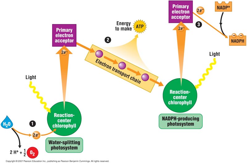 <ul><li><p>Process by which solar energy is absorbed &amp; converted into the chemical energy of ATP &amp; NADPH</p></li><li><p>H2O is converted into O2</p></li><li><p>Forms an electrochemical gradient to synthesize ATP</p></li><li><p>Occurs in the thylakoids</p></li></ul>