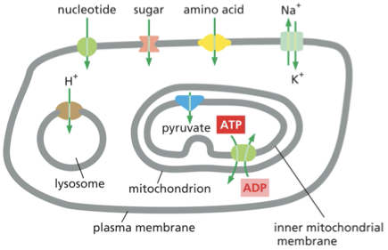 <p>the plasma membrane contains transporters that import nutrients such as sugars, amino acids, and nucleotides</p><p>the lysosome membrane contains a H+ transporter that imports H+ to acidify the lysosome interio and the other transporters that move digestion products</p><p>inner mitochondria contains transporters for importing the pyruvate that mitochondria use as fuel for generating ATP </p>