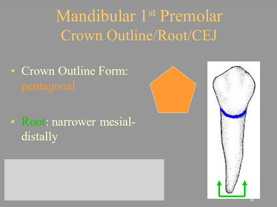 <p>B. Narrower Mesial-Distally</p>