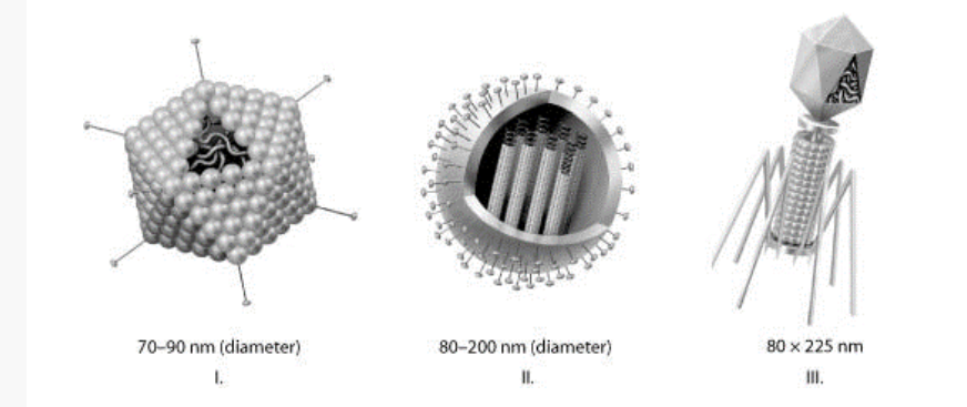 Which of the three types of viruses shown above would you expect to include a capsid(s)?