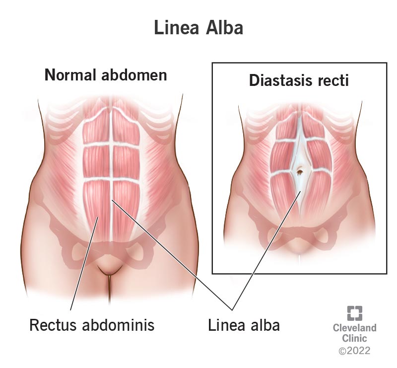 <p>Location:</p><ul><li><p><strong>front of the abdomen</strong></p></li></ul><p></p><p>Function:</p><ul><li><p><strong>keep the right and left abdominal muscles separated</strong></p></li></ul><p></p>