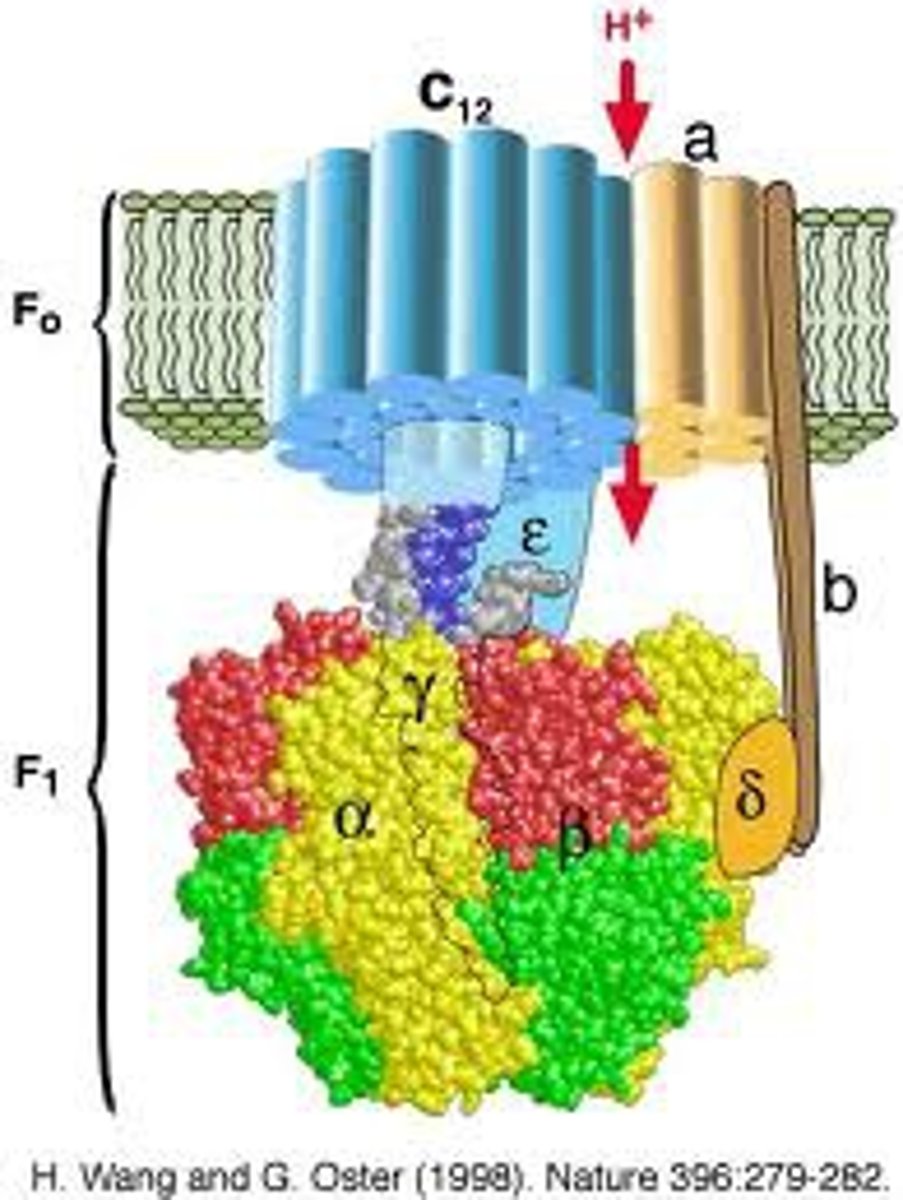 <p>what is ATP synthase important?</p>