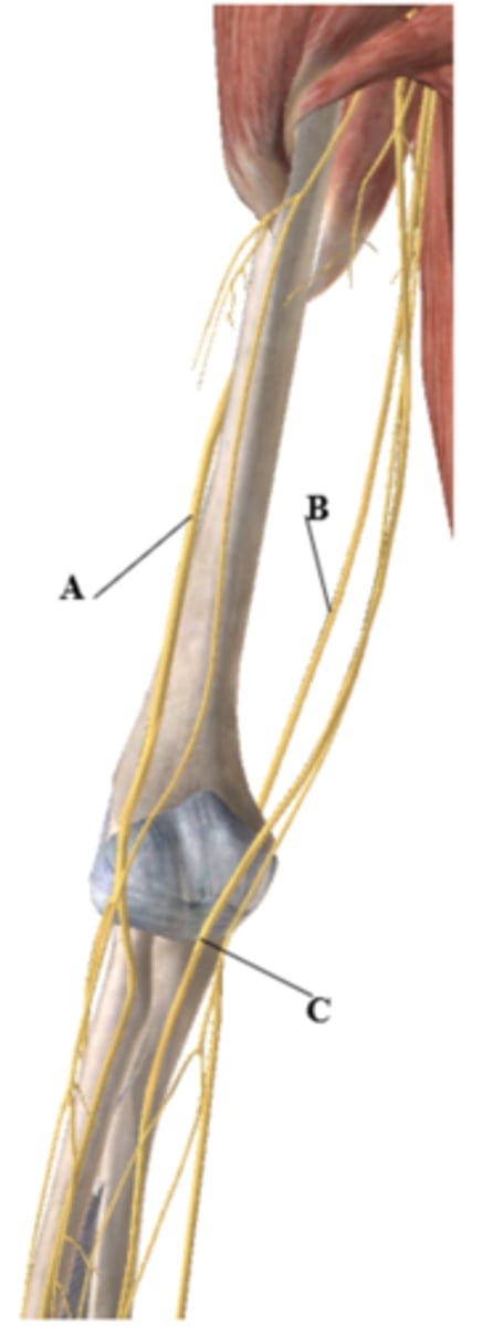 <p>A-Radial</p><p>B- Ulnar</p><p>C- Median</p>
