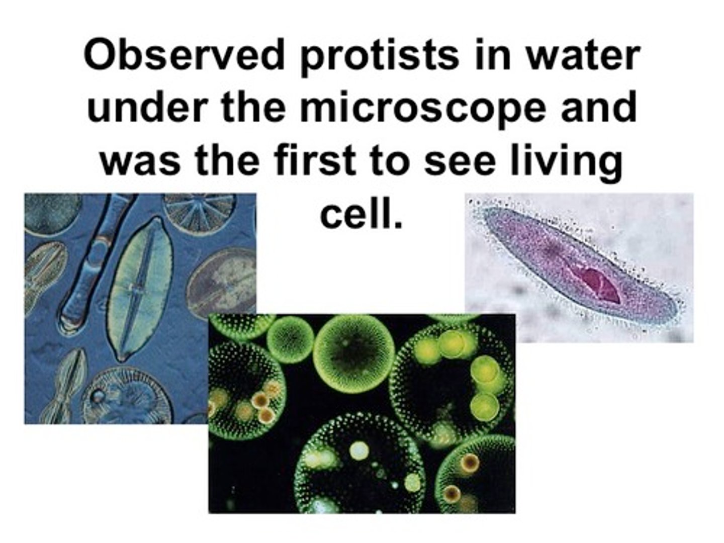 <p>Dutch scientist who looked at teeth scrappings and pond water, called the organisms he saw "animicules", further advanced the microscope, 1st to see LIVING cells</p>
