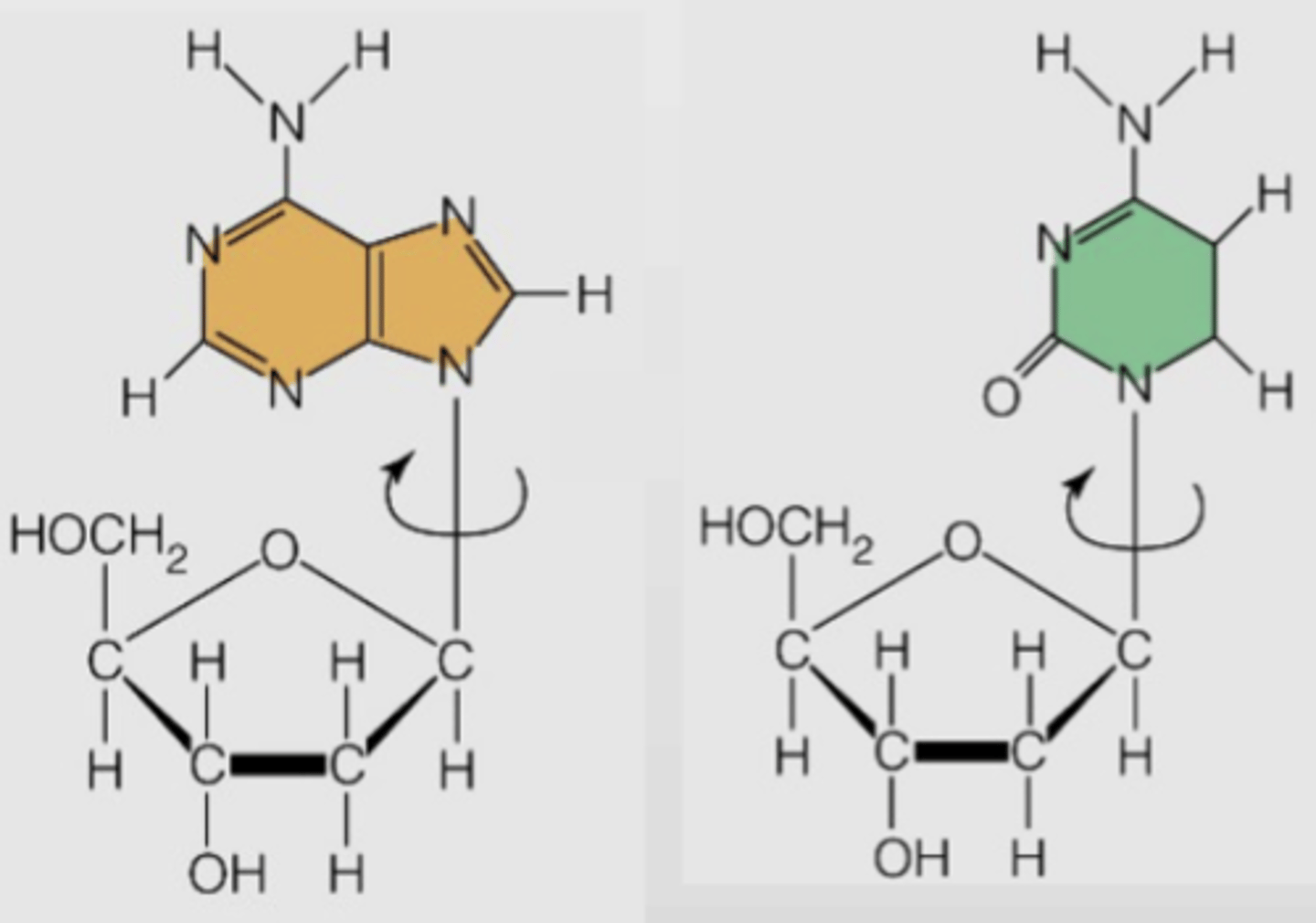 <p>Free rotation in FREE nucleotides</p>