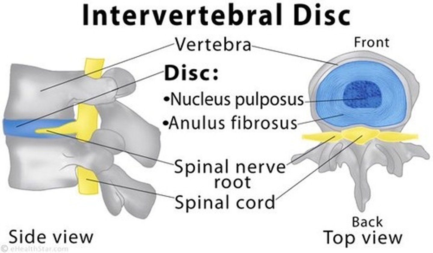 <p>Tough, elastic structures between adjoining vertebrae that act as shock absorbers.</p>