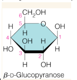 <p>a way to draw cyclic sugar molecules (carbohydrates) as flat, ring-like structures, showing their 3D stereochemistry with groups pointing up or down relative to the ring</p>