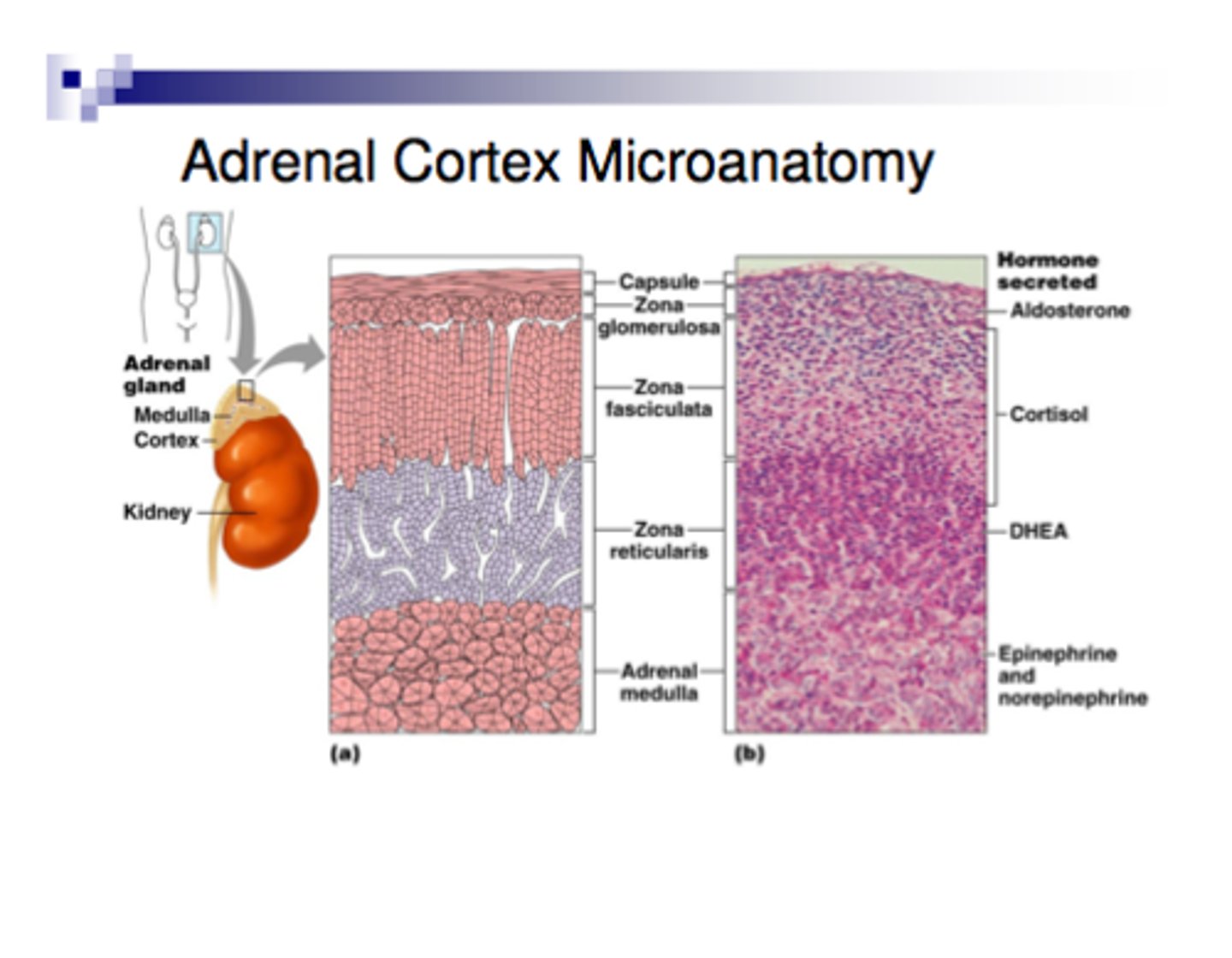 <p>The adrenal cortex is the outer part of the adrenal gland and is subdivided into three layers- the zona glomerulosa, the zona fasciculata, and the zona reticularis</p>