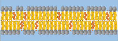 <p>hydrocarbon rings btw phospholipid tails </p>