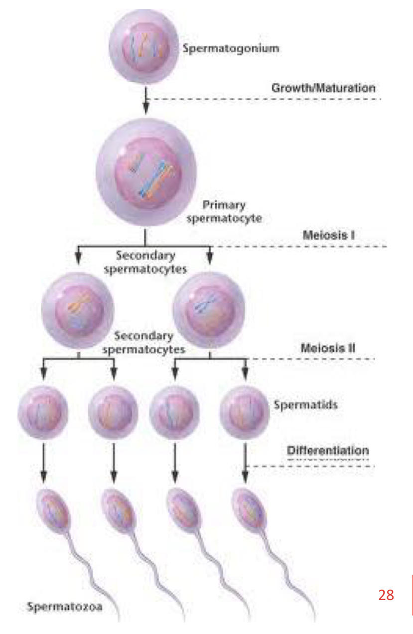 <ol><li><p>Growth of spermatogonia</p></li><li><p>Meiosis</p></li><li><p>Spermiogenesis</p></li></ol><p></p>