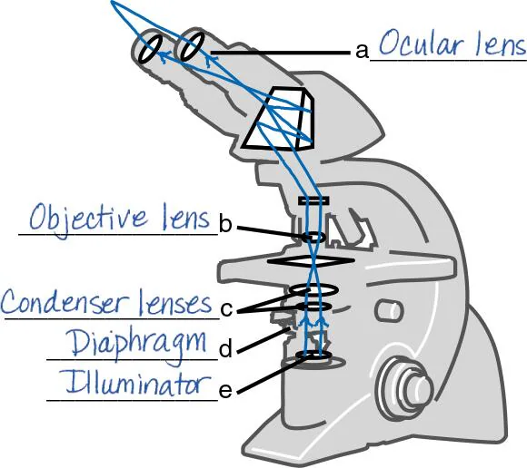 knowt flashcard image