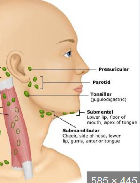 <p>sub digastric (jugulodigastric) and submaxillary nodes</p><p></p>