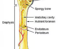 <p>shaft of a long bone</p>