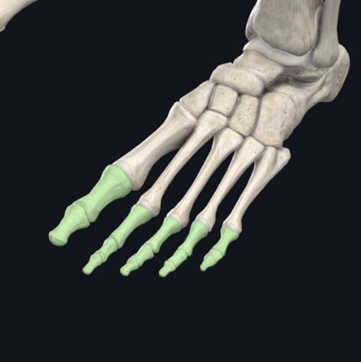 <p>identify the group of bones indicated in green</p>