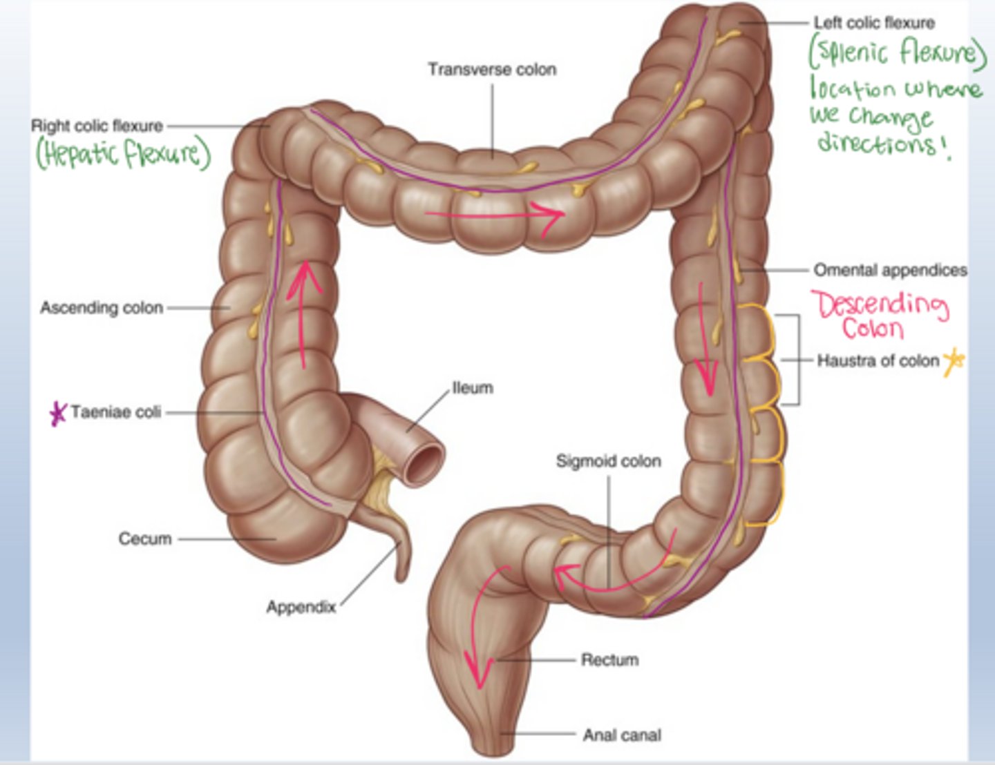 knowt flashcard image