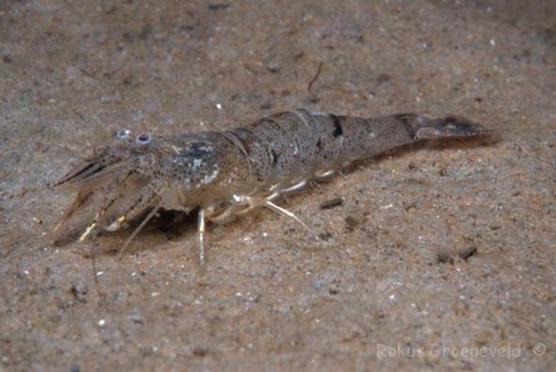 <p>Crangon septemspinosa</p>