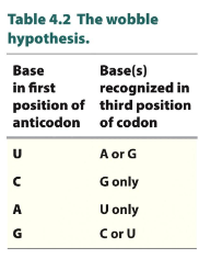 <ul><li><p><strong>tRNA is specific to specific AA recognize multiple codon triplets that differ in 3rd letter only</strong></p></li><li><p><strong>Pairing for first 2 codon position are the same for codon and anticodon using complementary base pairing rule</strong></p></li><li><p><strong>wobbles” </strong>(non-Wat/crick base pairing) occue at third position</p></li></ul><p>look at graph</p><p>3rd of codon and 1st on anitocodon has flexibility</p>