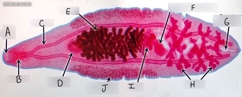 <p>What phylum and class is this organism? Identify the parts with their corresponding letter.</p>