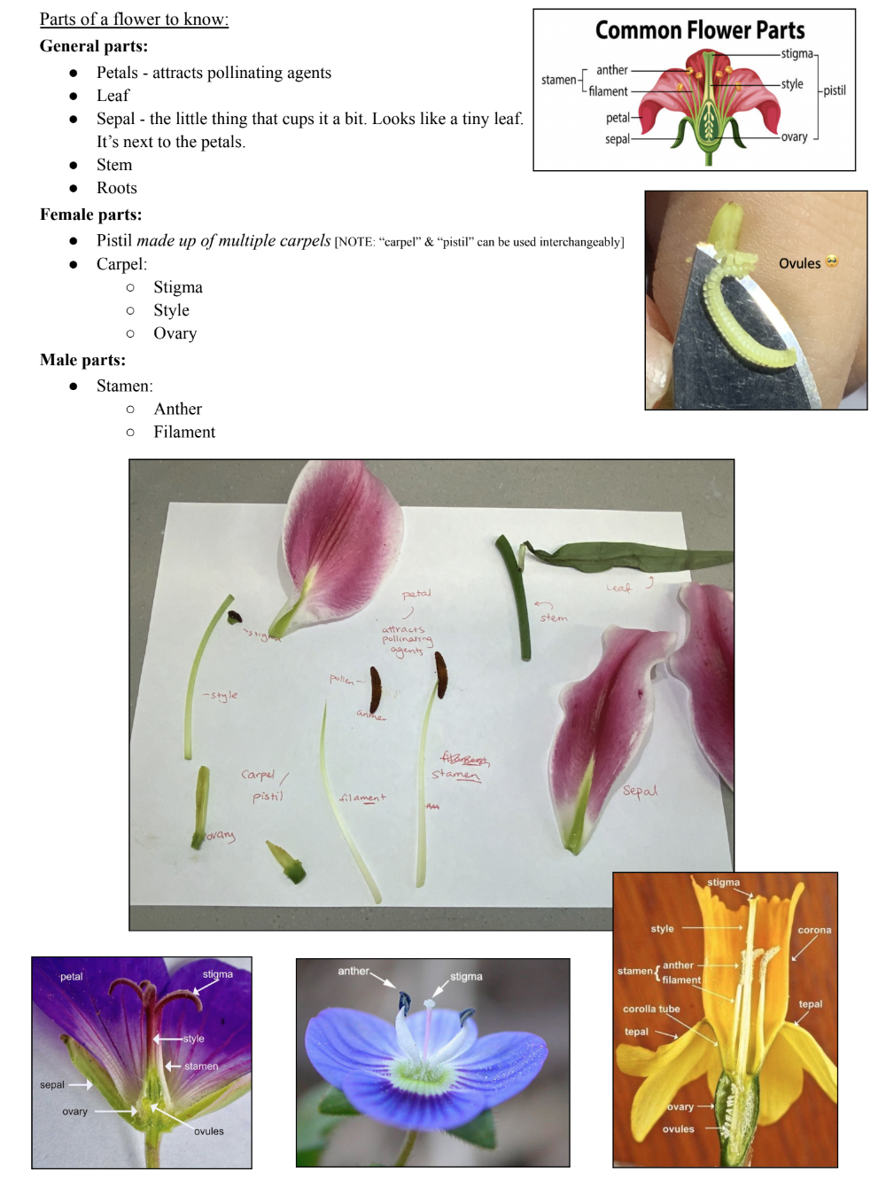 knowt flashcard image