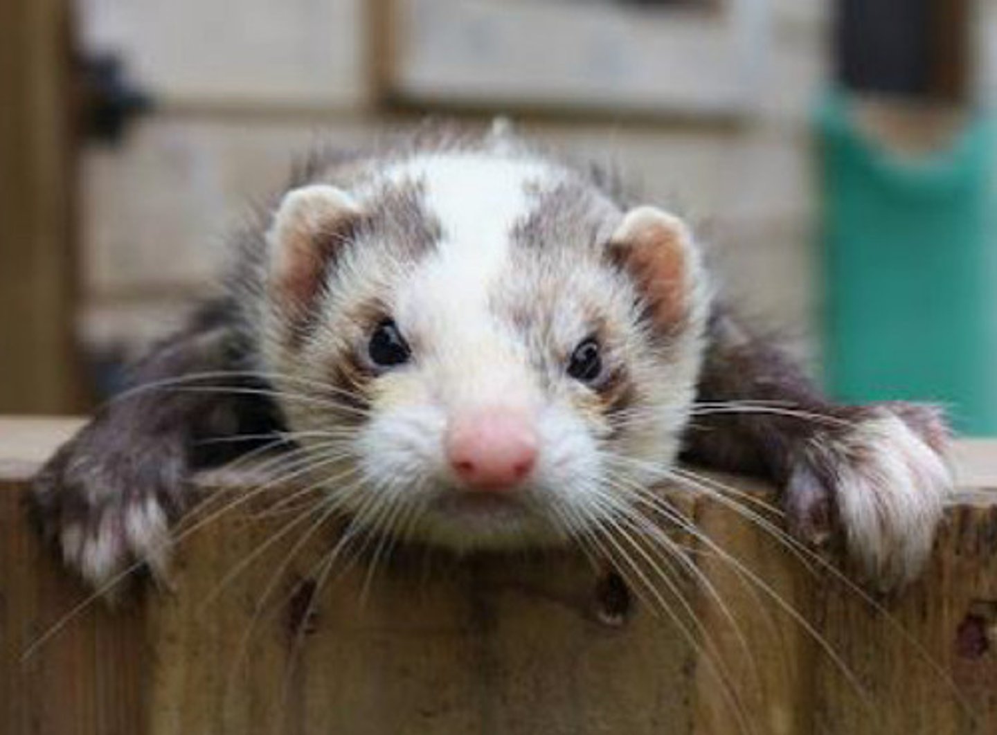 <p>White marked ferrets with a blaze pattern have been linked with what disease?</p>