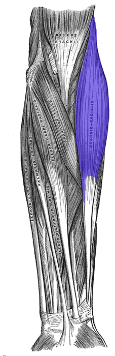 <p>Brachioradialis</p>