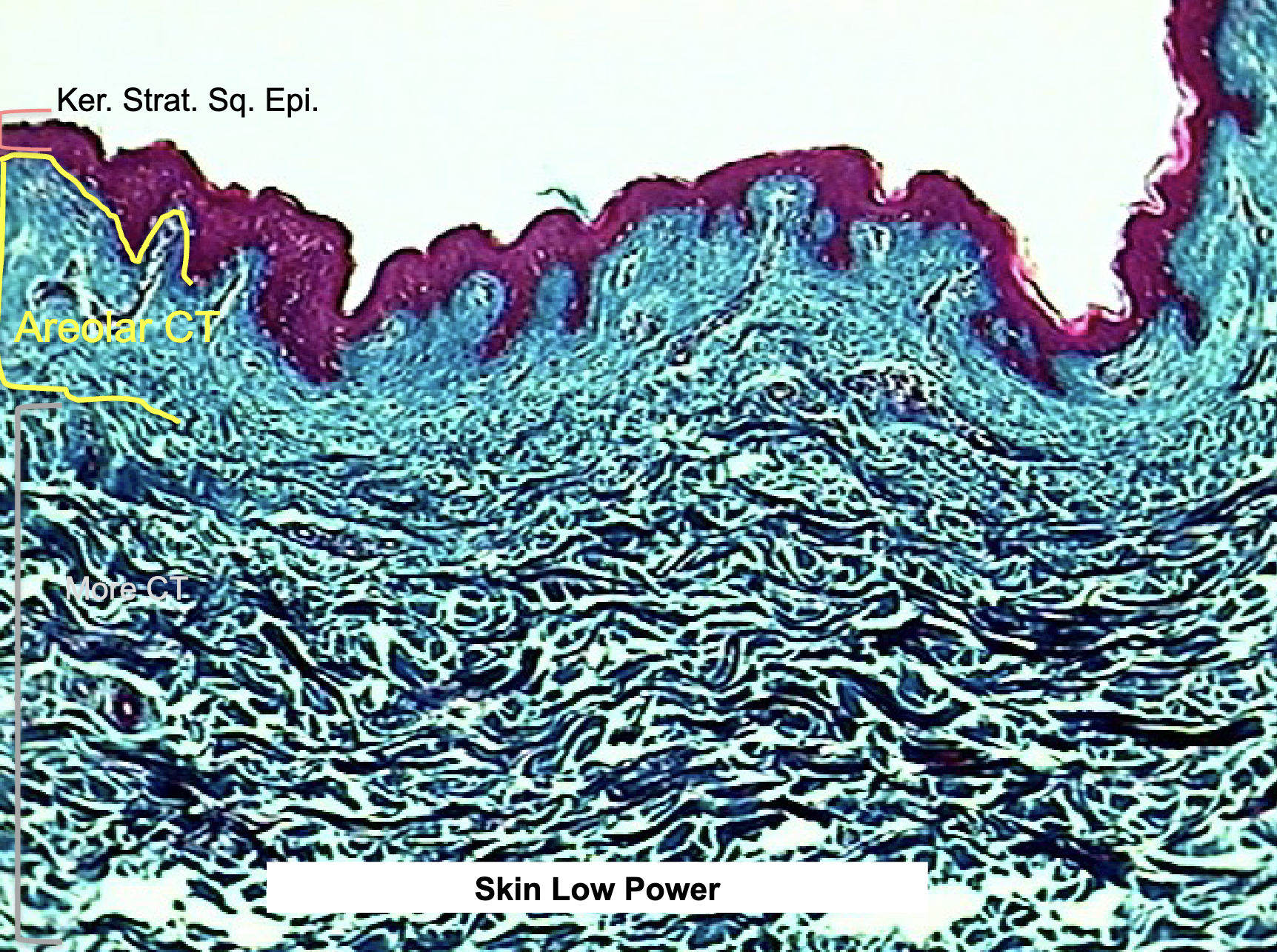 <ul><li><p>beneath epithelial tissues all over body (deep to epithelium)</p></li><li><p>support </p></li></ul><p></p>