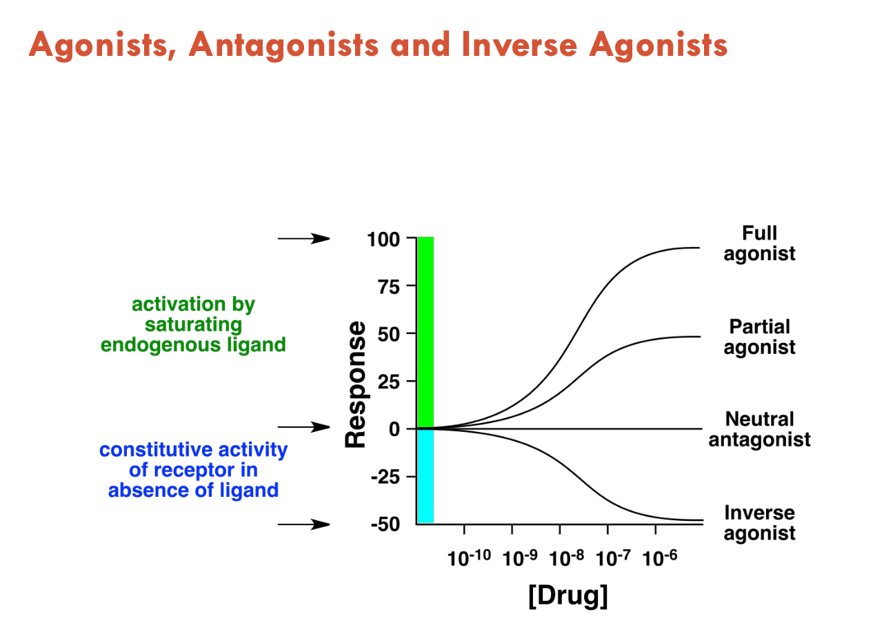 <ol><li><p>Agonists (activate GPCR, mimics effect of natural ligand)</p></li><li><p>Antagonists (do not activate, just blocks agonists from binding - <em>neutral effect</em>)</p></li><li><p>Inverse agonists (reduce constitutive receptor activity)</p></li></ol><p></p>
