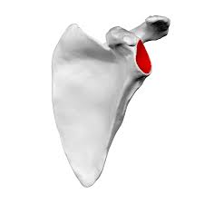 <p>The shallow socket in the scapula that articulates with the head of the humerus</p>