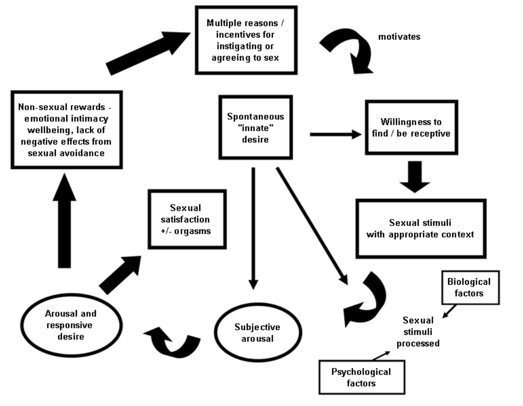 <p>Om seksuele opwinding (subjectieve arousal) te ervaren, moeten seksuele prikkels plaatsvinden in een juiste context en ondersteund worden door biologische en psychologische factoren.</p><p>- Denk aan een veilige sfeer, voldoende energie en afwezigheid van remmende factoren zoals vermoeidheid, depressie, stress,...</p><p>- Als deze voorwaarden aanwezig zijn, kan subjectieve arousal ontstaan, wat leidt tot responsief verlangen: zin die groeit tijdens seksuele activiteit. Als men dan verdergaat met seks, kan dit leiden tot lichamelijke en emotionele satisfactie, al dan niet met orgasme.</p><p>- Daarnaast volgen vaak niet-seksuele beloningen, zoals emotionele verbondenheid of minder spanningen in de relatie.</p><p>- Deze zorgen ervoor dat iemand de volgende keer sneller openstaat voor seksuele prikkels. Zo ontstaat een positieve cyclus waarin seks motiveert tot meer seks.</p>