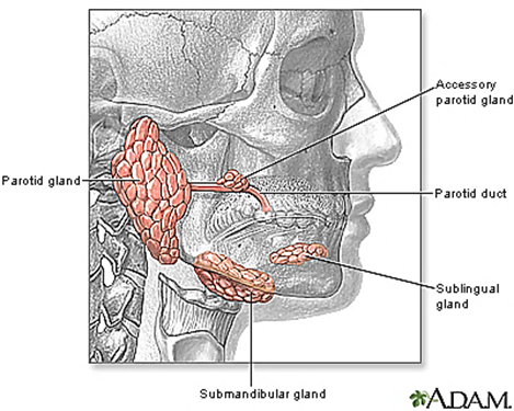 <p><strong>Epithelial cells of the upper respiratory tract</strong>, then spreads to the<strong> parotid glands</strong> </p><p>It can spread further to the testes, ovaries, pancreas, and thyroid.  </p>
