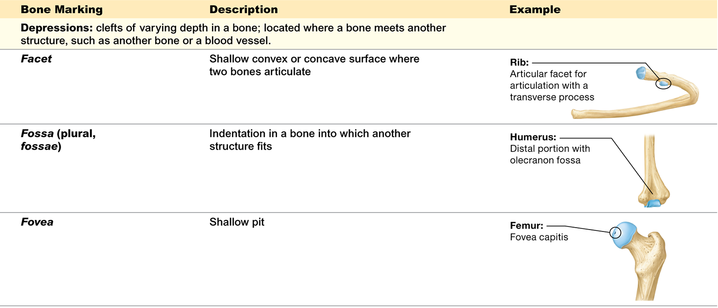 <p>clefts of varying depths in a bone and are located where a bone meets another structure, such as another bone or a blood vessel Examples include</p><p><strong>Facets</strong></p><p><strong>Fossae</strong></p><p><strong>Foveae</strong></p>